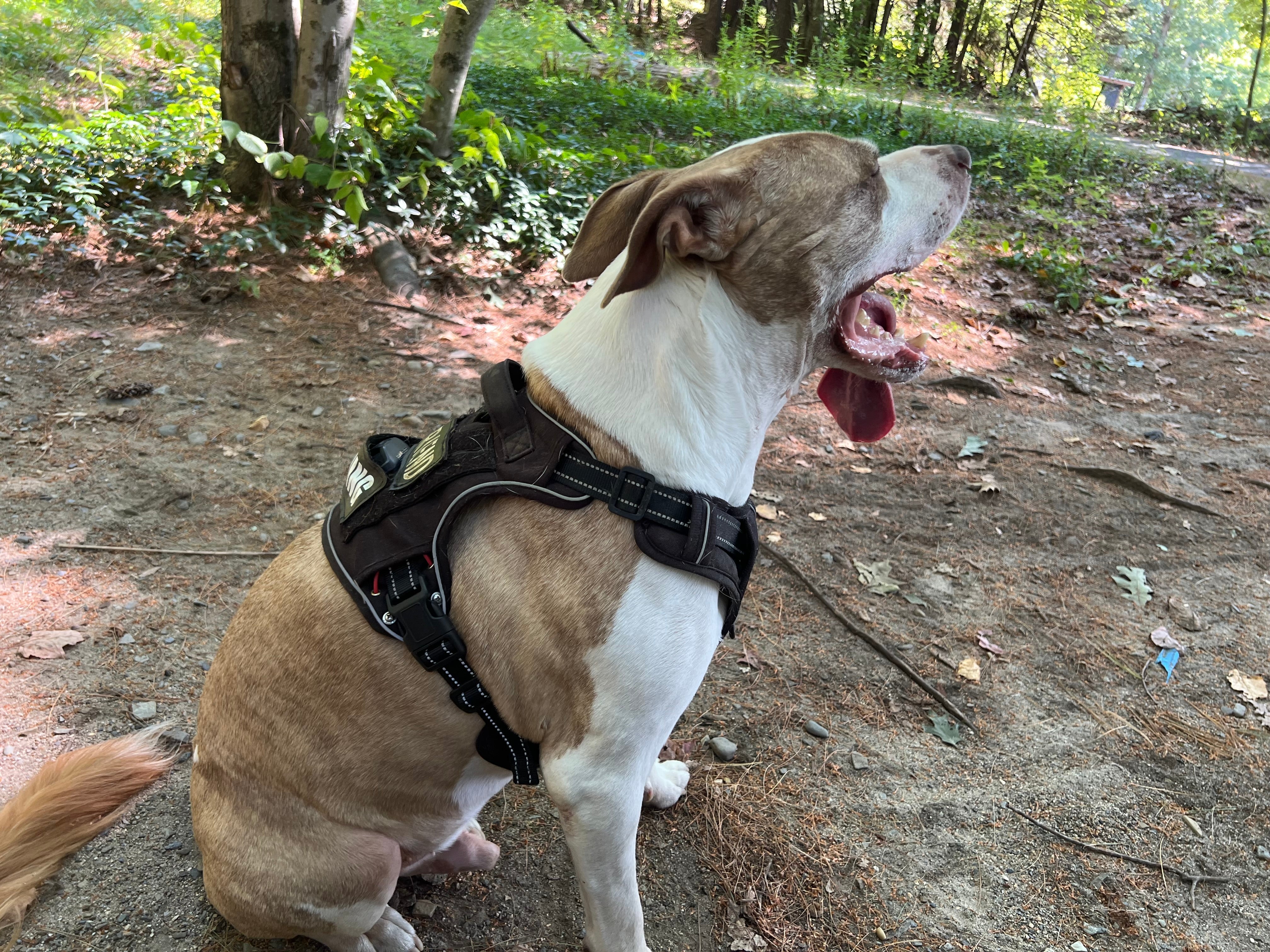 Top 5 tips to stop pulling on leash(Trainer approved!)