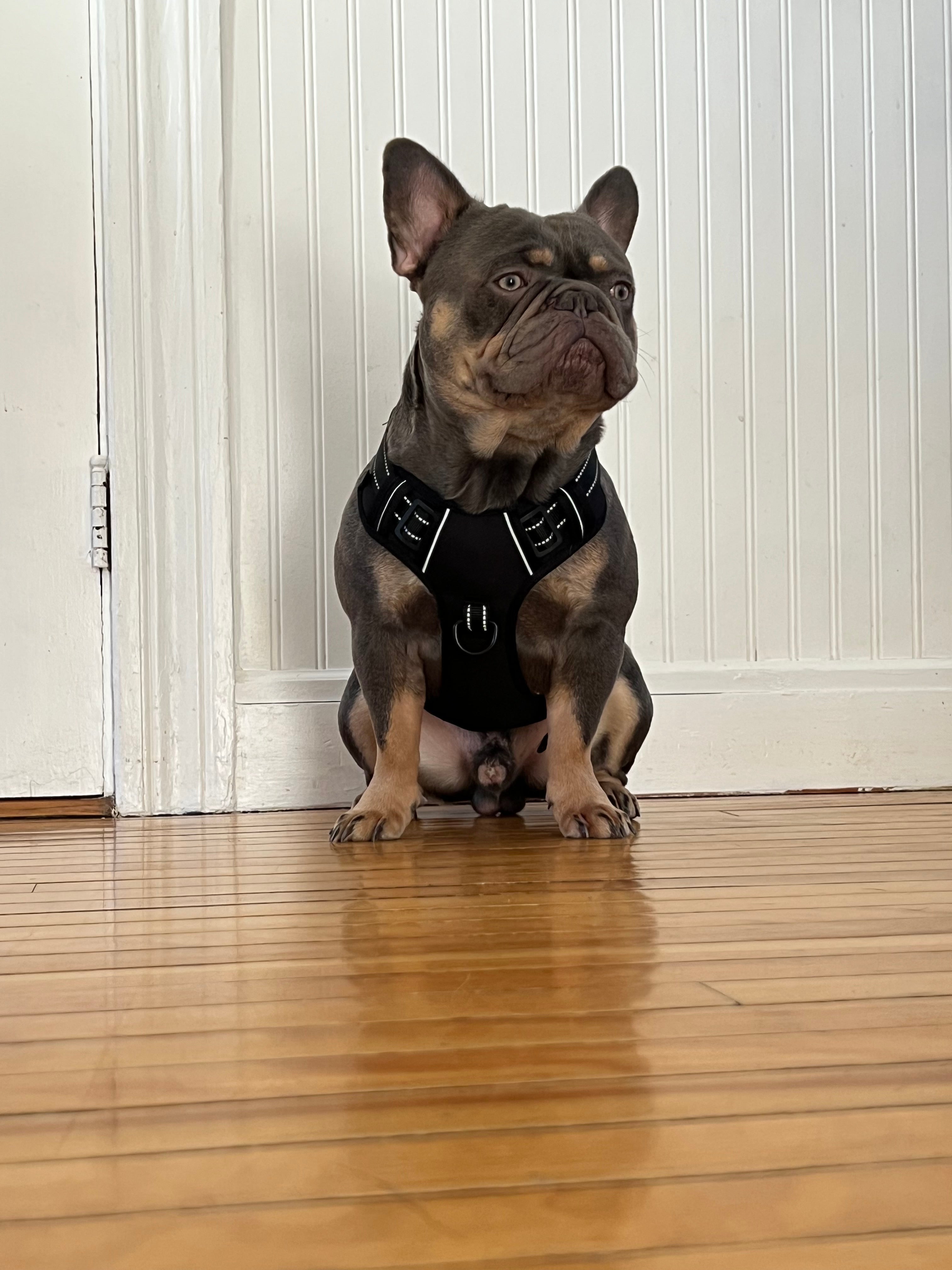 Why Comfort Matters in Dog Training Gear