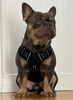french bulldog wearing the Relay Harness- Dawg-Tec Beta Tester