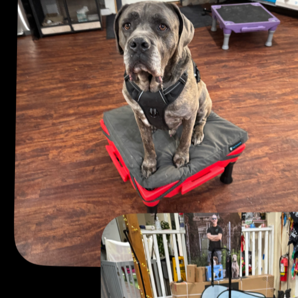<h2>cane corso </h2>