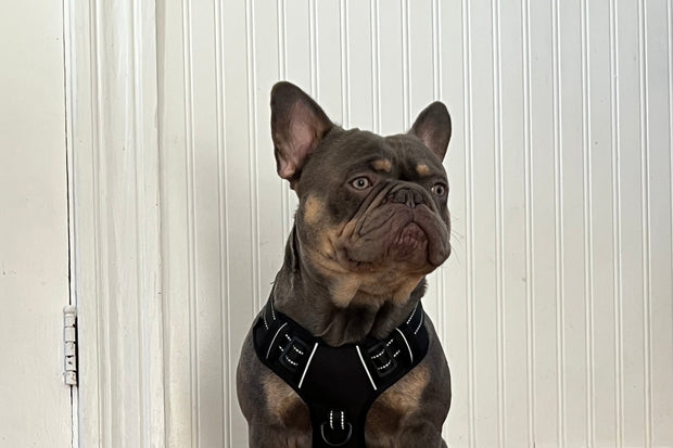 Banner image for: <h4><strong>ONE OF OUR FORTUNATE TESTERS!</strong><br/></h4>