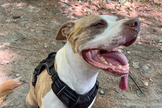 Banner image for: <h3>JACKSON, THE INSPIRATION!</h3><h2></h2>