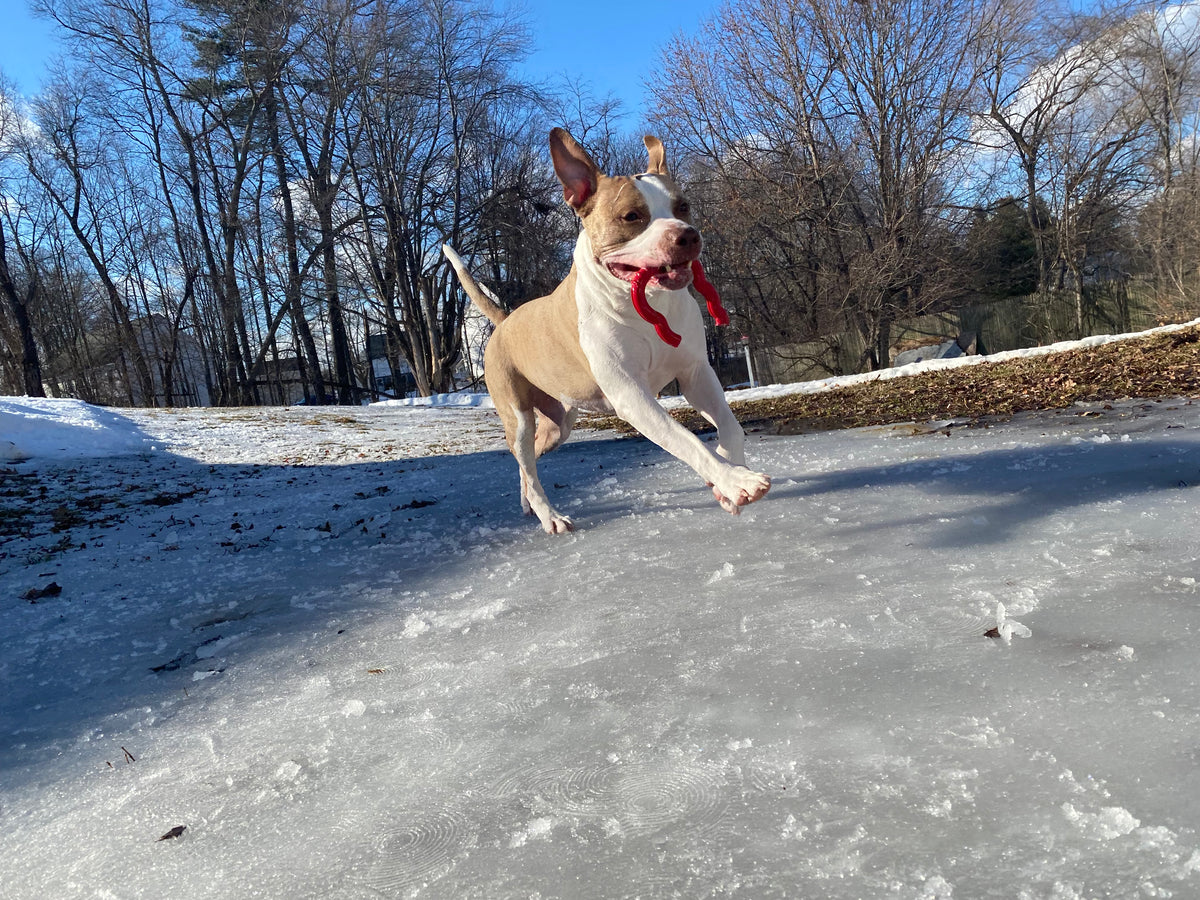 Archival photo of Jackson running outdoors with a red toy