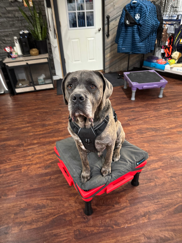 Banner image for: <h3>dog trainer brad with a cane Corso </h3>