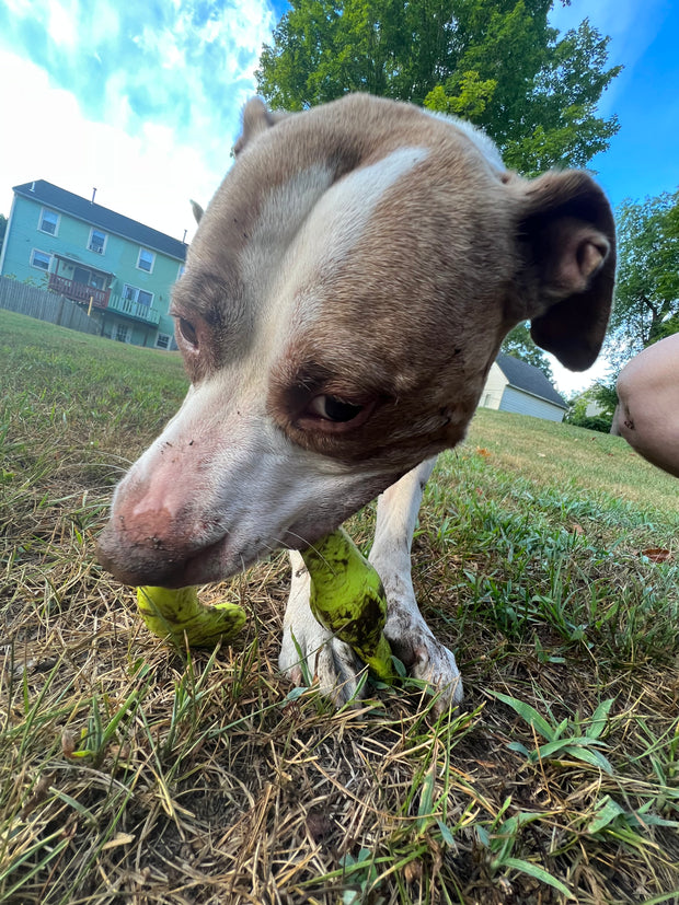 Banner image for: <h2>Dog toys that keep tails wagging and training on track</h2>
