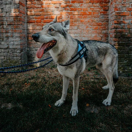 DOGGYKINGDOM Custom Patch for Dog Vest Harness Customizable Text Personalized Patches with Hook Backing Name and Phone Number Service Dog in Training Emotional Support, Pack of 2, 6.3 x 2 in