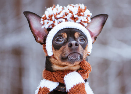 Musher’s Secret Dog Paw Wax